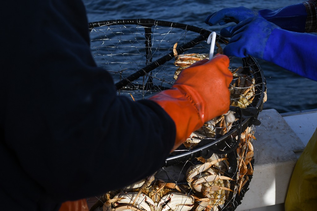 Commercial fishing catch detail - hands sorting crabs